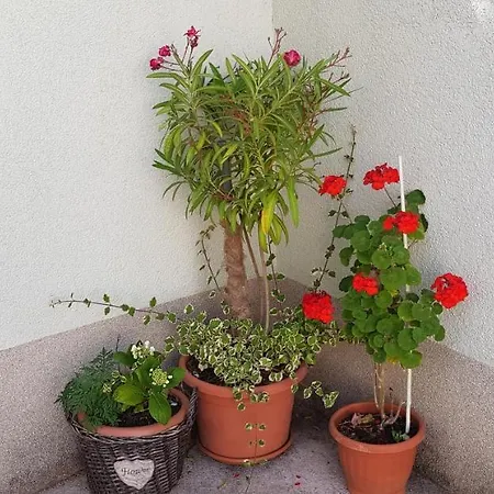 Apartman Vodice*** Apartment